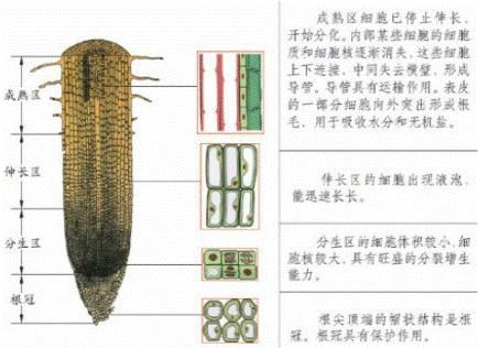 (1分)在根尖的结构中,生长最快的部位和吸收水分的主要部分分别是