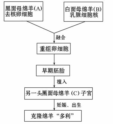 克隆羊多利的培育程序如图所示请看图后回答