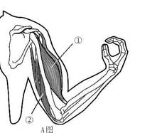 下图分别表示屈肘和伸肘动作,请据图回答(1)a图表示 动作