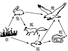 下图为草原生态系统中部分生物构成的食物网简图,下列说法正确的是