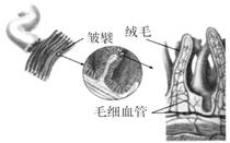 小肠表面有许多皱襞和绒毛,扩大小肠面积,有利于营养物质消化和吸收 d