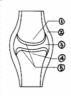 填写图中各部分结构名称 ① ② ③    ⑤ 答案    ①关节头②关节囊③