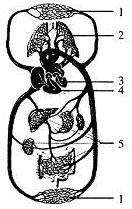 下图为人体血液循环模式图请完成以下问题
