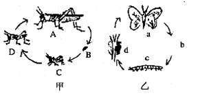 下图是两种昆虫的发育过程请据图回答