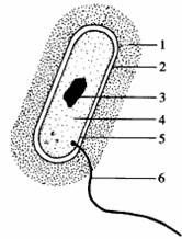 下图为细菌结构模式图,据图回答问题:(一)图中数字的