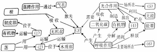 以完善绿色开花植物生命活动的概念图
