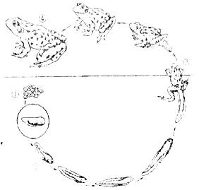 下图为青蛙的生殖发育过程图请据图回答下列问题