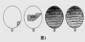 图1为某同学在观察洋葱鳞片叶表皮细胞临时装片时