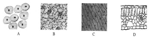 在以下四幅图像中,哪一幅是观察到的菠菜下表皮细胞( )