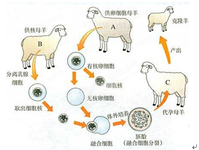 下图是克隆羊多莉的形成过程示意图,请据图分析回答下列问题.(每空1分